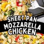 Sheet pan mozzarella chicken on sheet pan ready to be served.